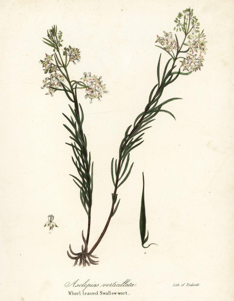 Whorled milkweed, eastern whorled milkweed, horsetail milkweed or whorl-leaved swallow-wort, Asclepias verticillata by Endicott Endicott