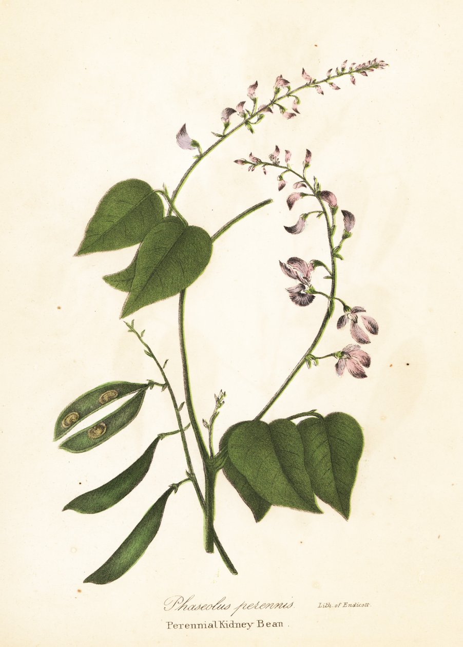 Wild Kidney Bean, Phaseolus polystachios (Perennial Kidney-Bean, Phaseolus perennis) by Endicott Endicott