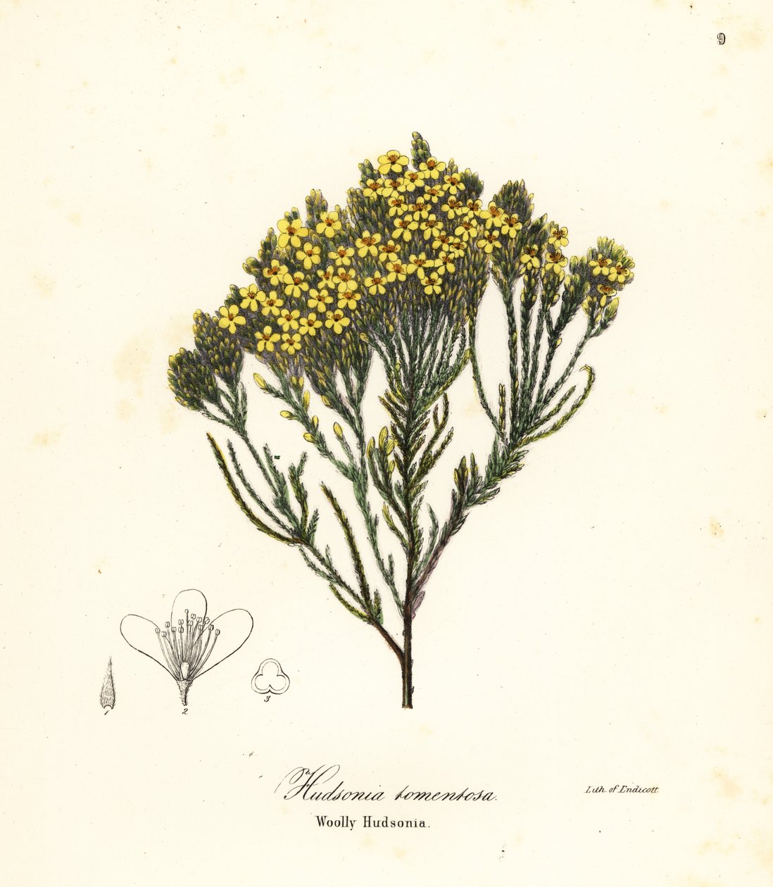 Woolly Beachheather, Beach Heather, Sand Heather or Woolly Hudsonia, Hudsonia Tomentosa by Endicott Endicott