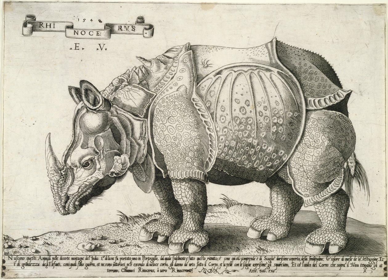 Rhinoceros by Enea Vico