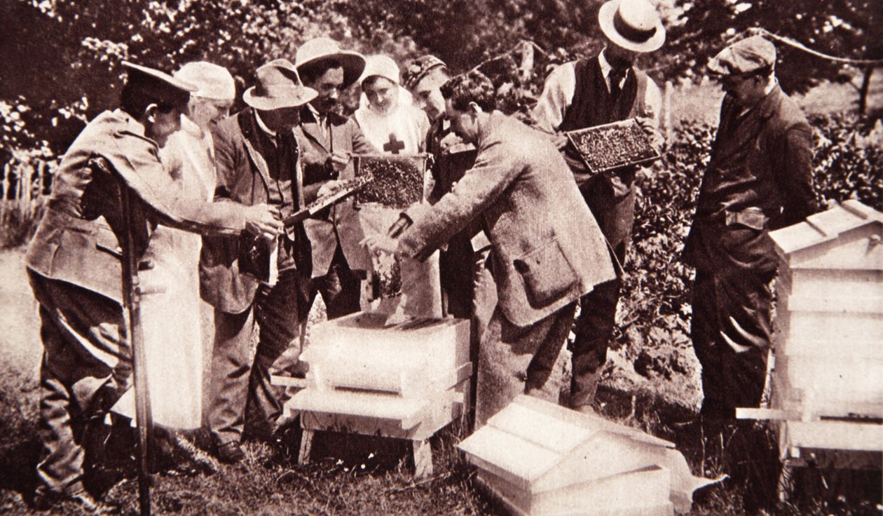 Bee-keeping instruction under Lord Eglinton