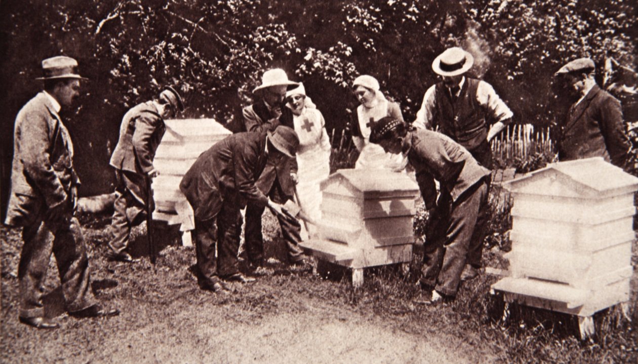 Bee-keeping instruction under Lord Eglinton