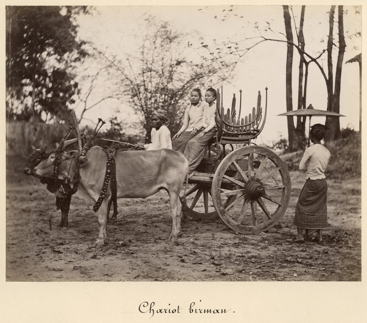 Cart pulled by two oxen at Mandalay, Burma, c.1885 by English Photographer