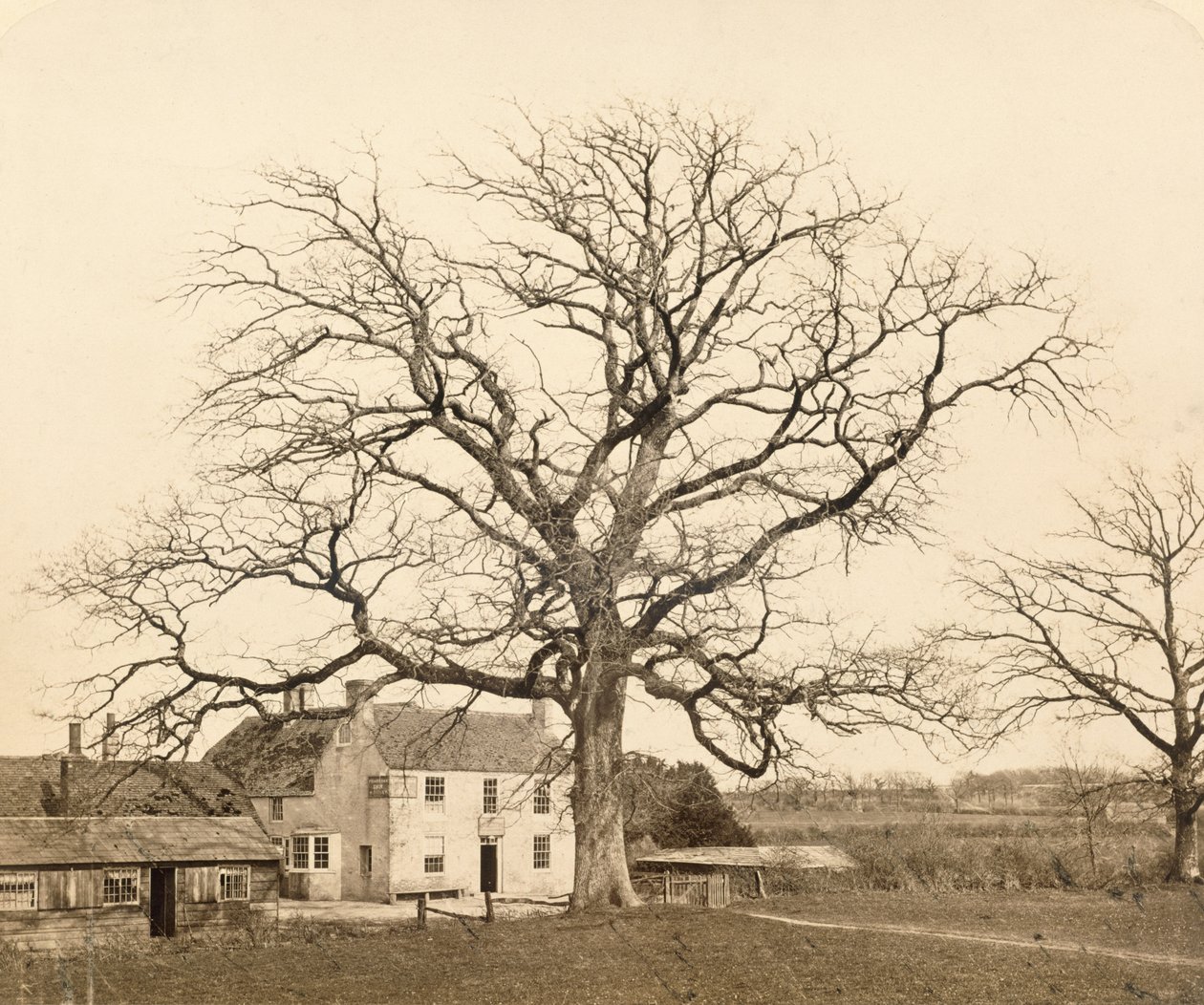 Oak (in Winter) Friars Oak, Clayton, Sussex, 1860 by English Photographer