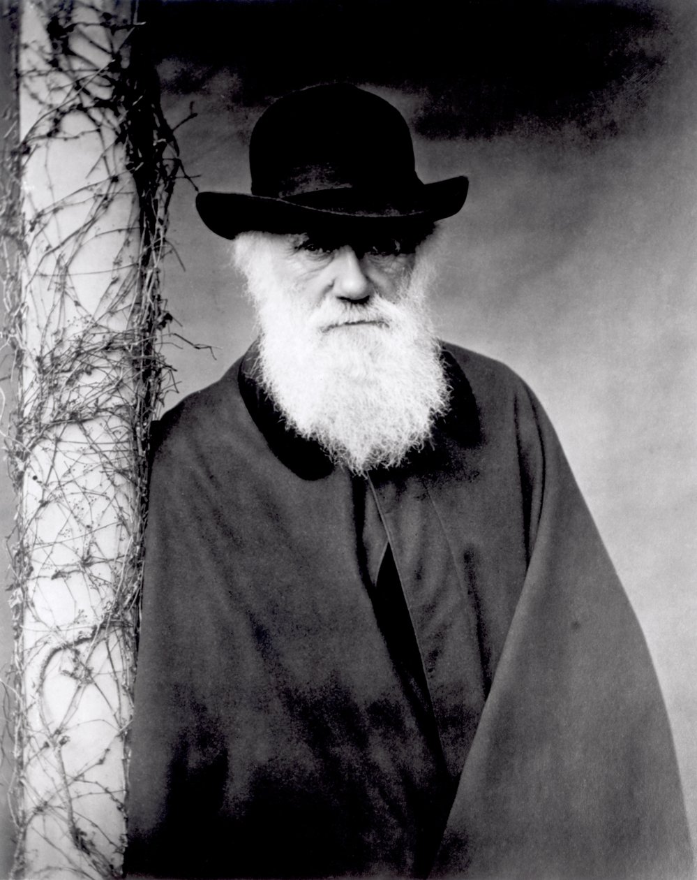 Portrait of Charles Darwin, 1881 by English Photographer