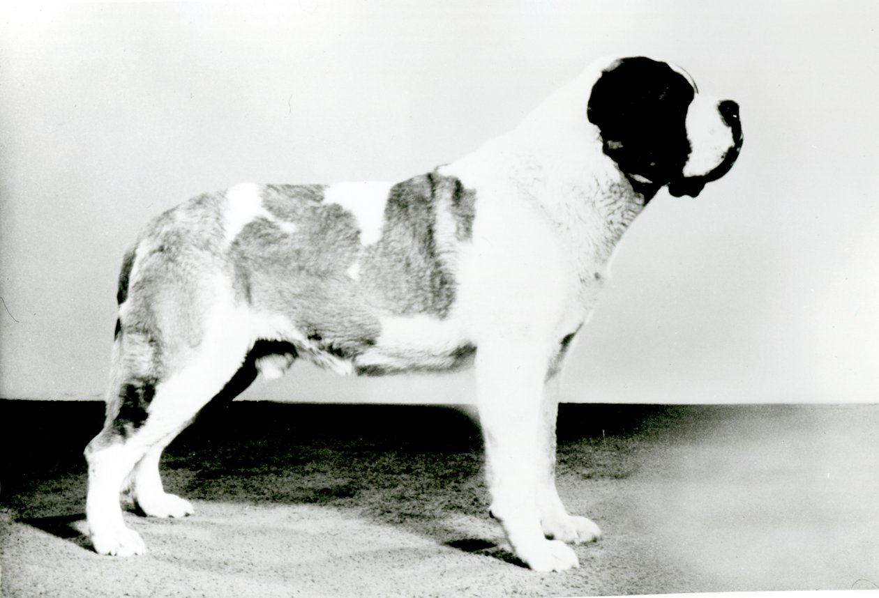 St. Bernard Dog by English Photographer