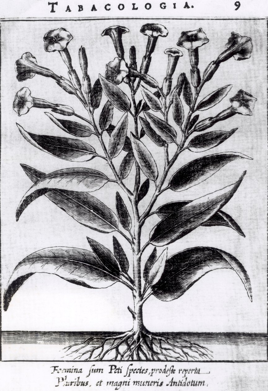A Tobacco Plant by English School
