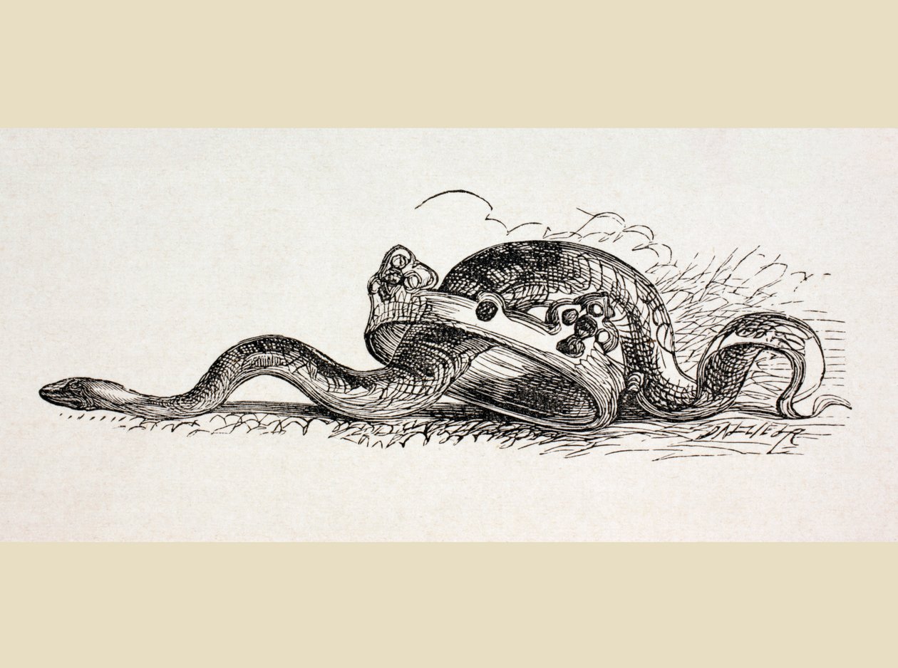 A Snake Slithers Through a Royal Crown by English School