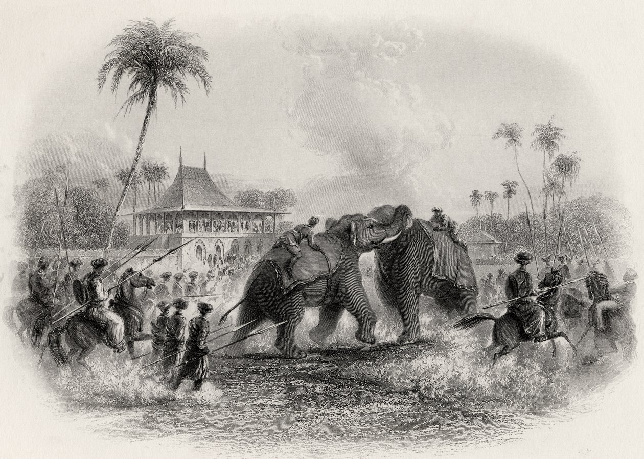 An Elephant Fight by English School