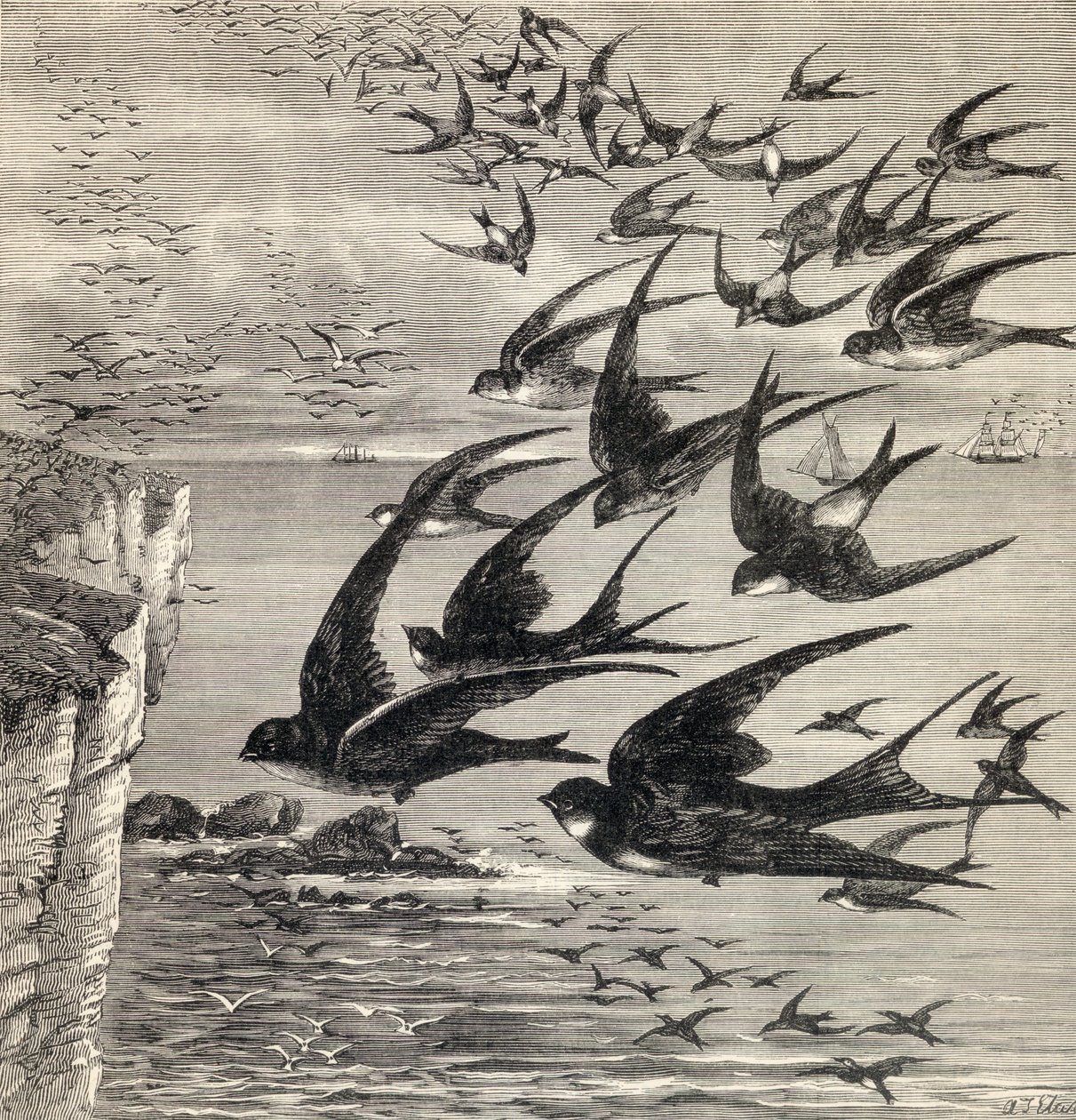 Annual Migration of Swallows, from 