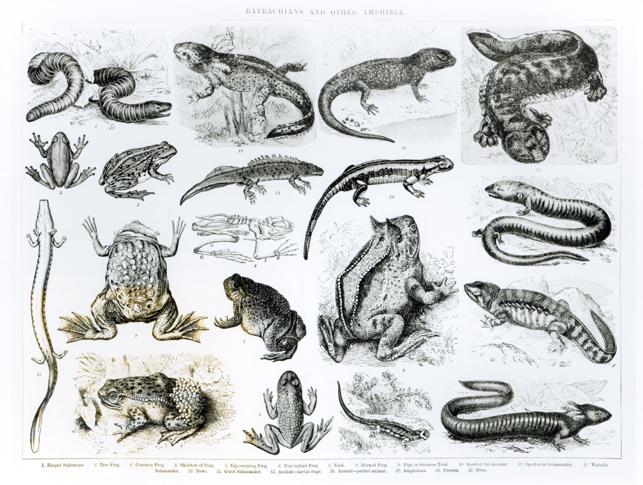 Batrachians and Other Amphibia by English School