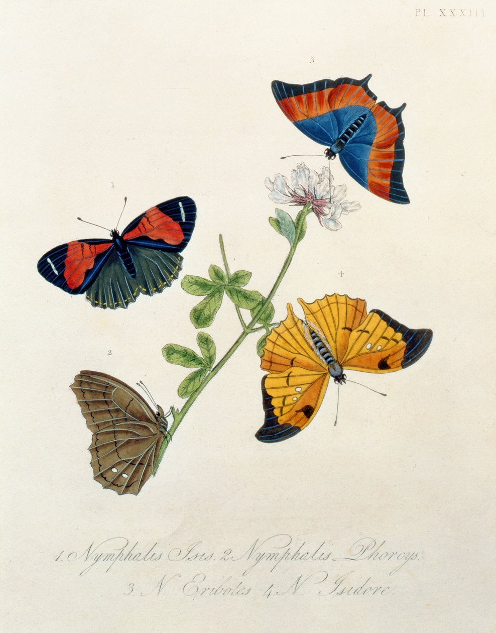 Butterflies, from Insects of India by Edward Donovan by English School