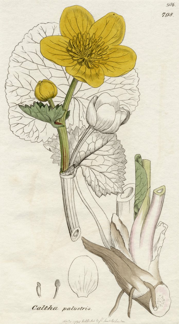 Caltha Palustris (Marsh Marigold) published London 1798 by English School