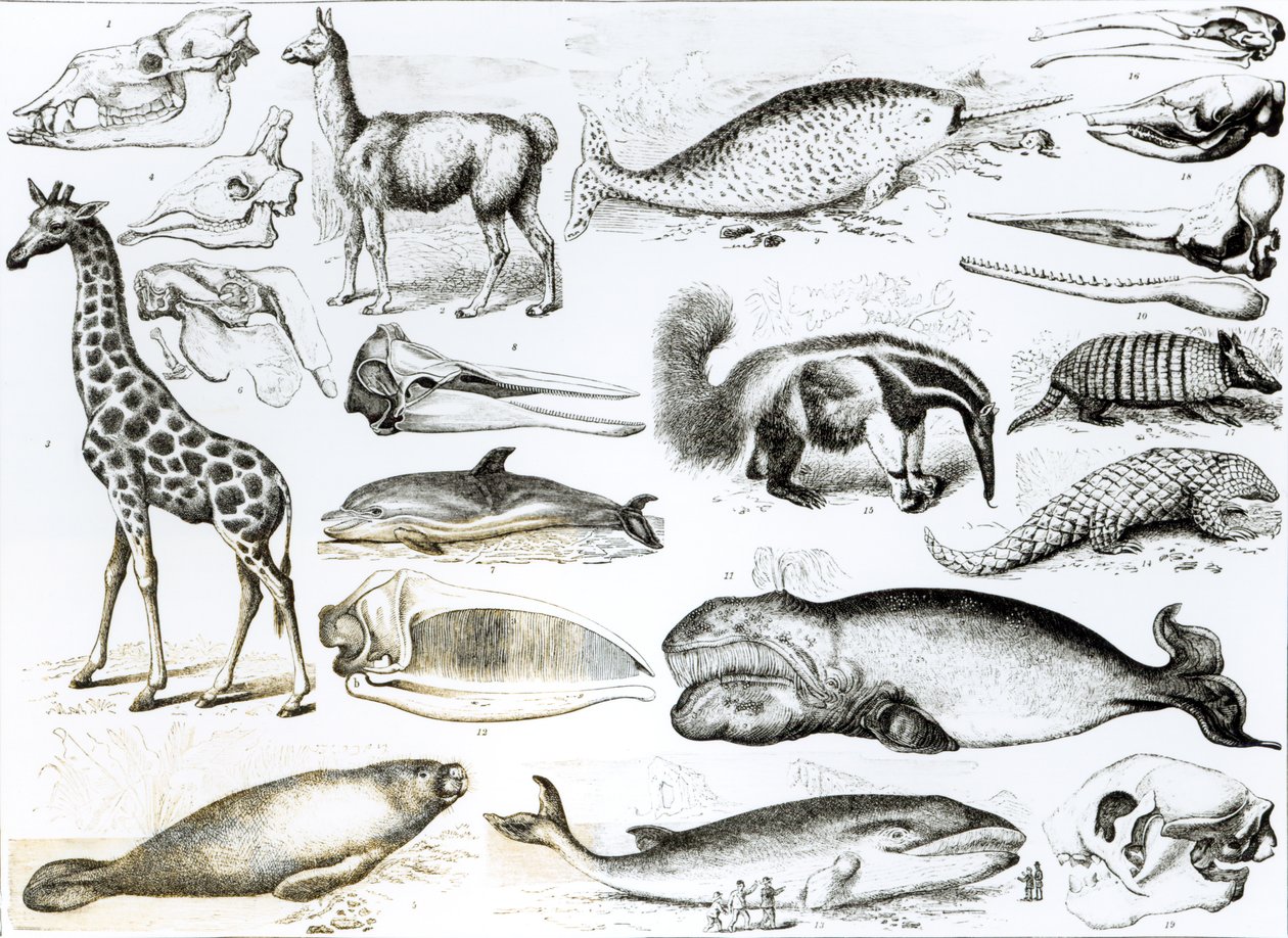 Cetacea Edentata by English School