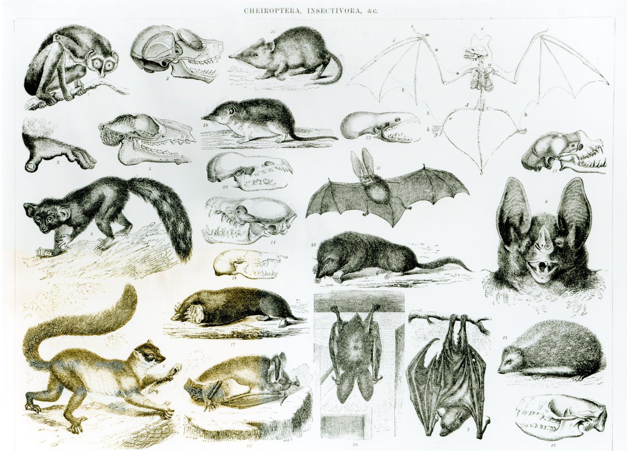 Cheiroptera, Insectivora by English School