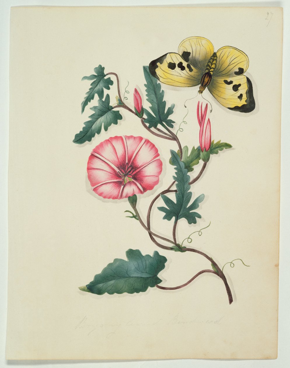 Convolvulus with Yellow Butterfly, from Flowers, an English Botanical Manuscript, c.1840 by English School