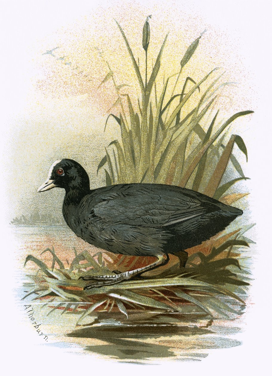 Coot by English School: Highest-quality art reproduction