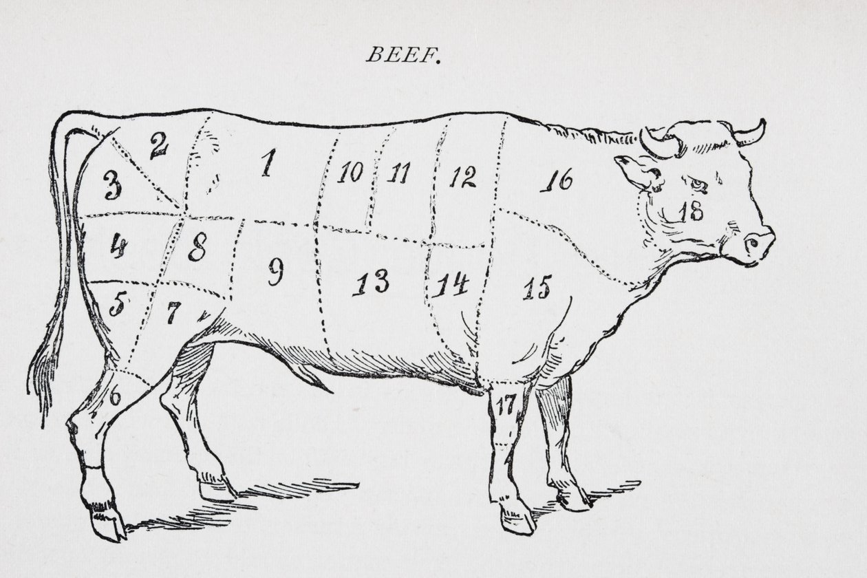 Drawing of a bullock marked to show eighteen different cuts of meat by English School