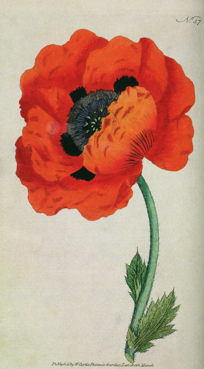 Eastern Poppy (Papaver orientale), plate 57 from William Curtis The Botanical Magazine (or Flower Garden Displayed) by English School