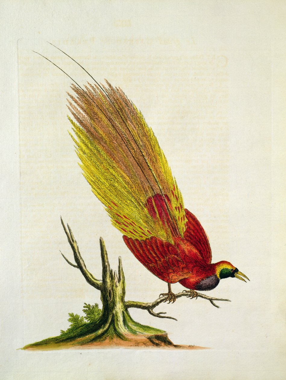 Golden Peacock by English School