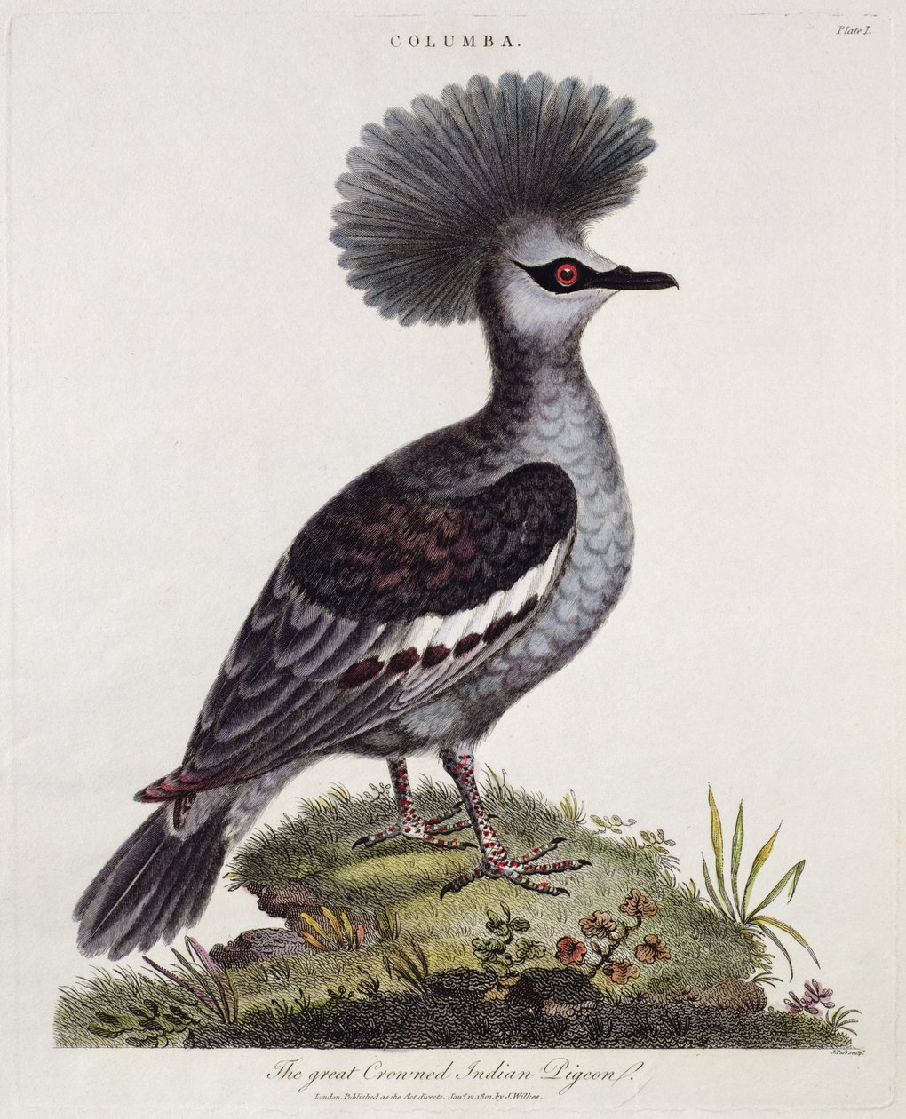 Great Crested Indian Pigeon by English School