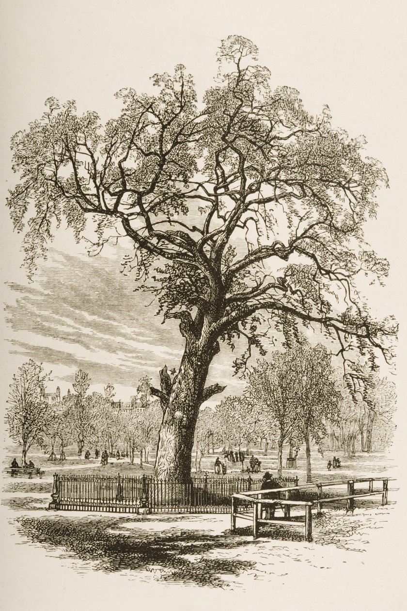 Liberty Tree, Boston Common, from 