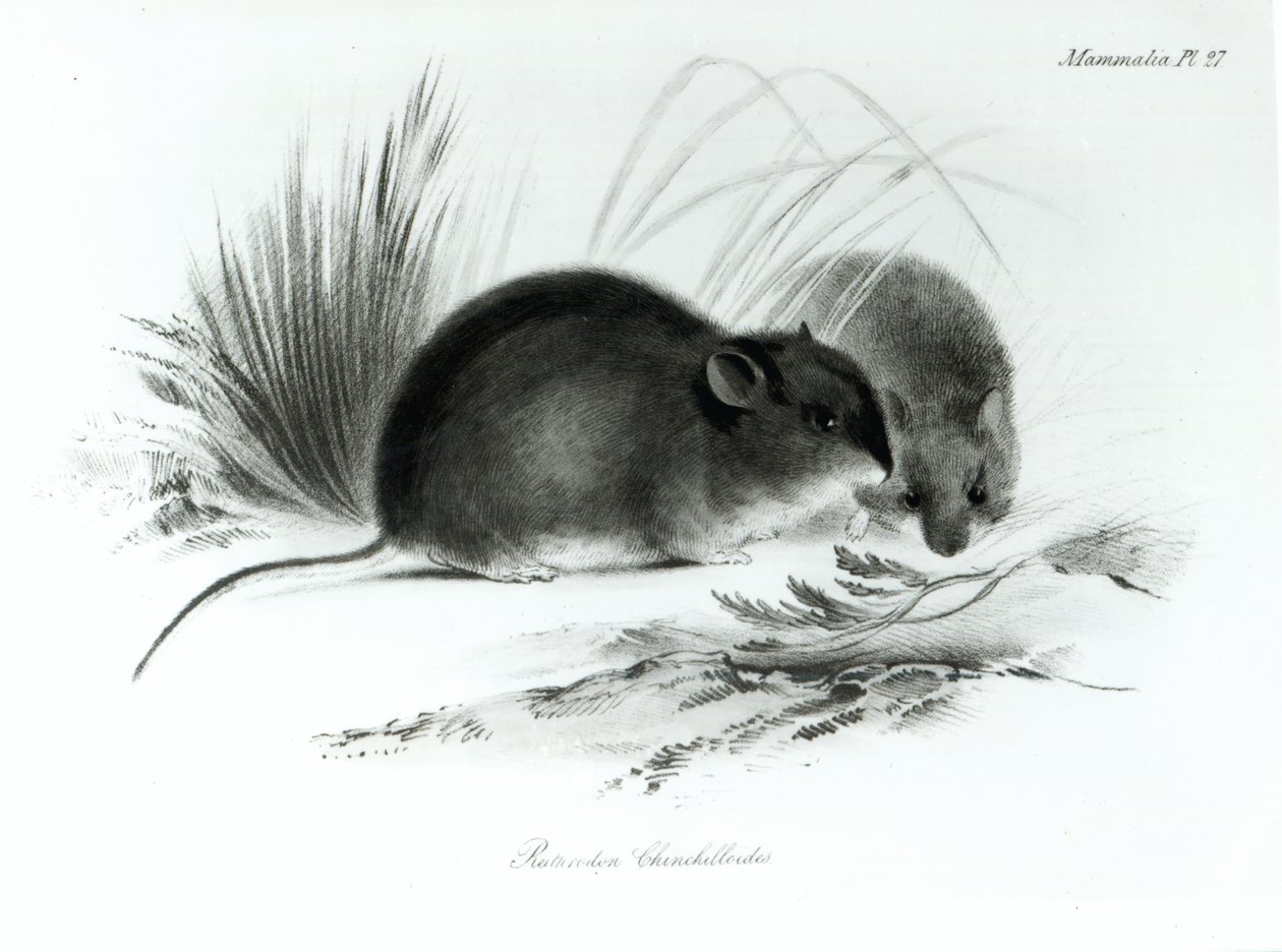 Mouse, Tierra del Fuego, South America by English School