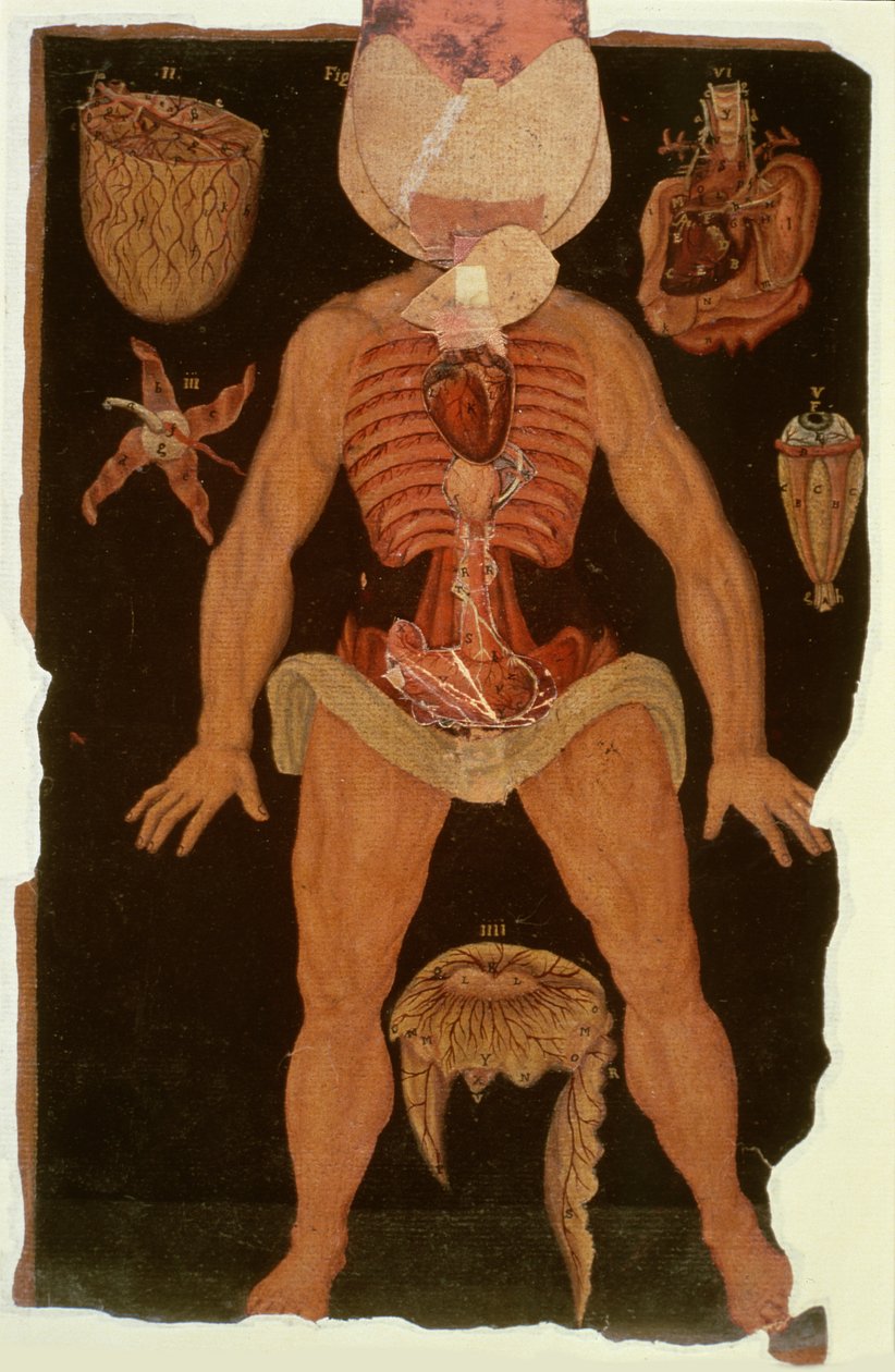 Ms Hunter 364 Table XII Dissection (open state) from Anatomical Tables, by John Banister by English School
