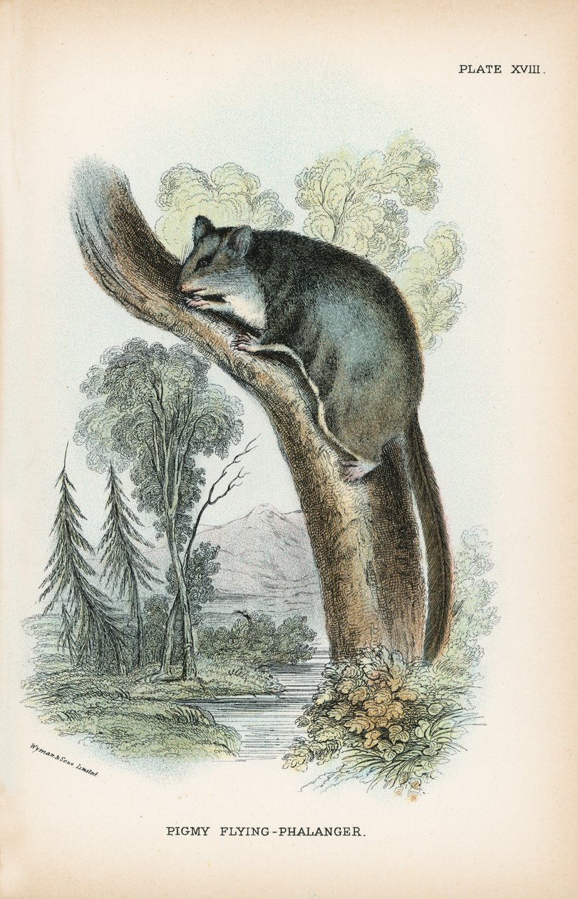 Pigmy Flying-Phalanger by English School: Fine art print