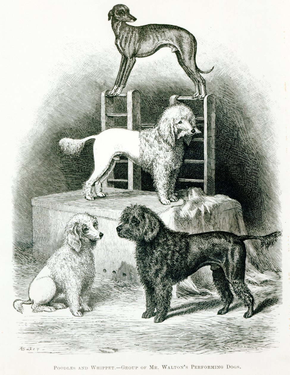 Poodles and Whippet - Group of Mr. Walton