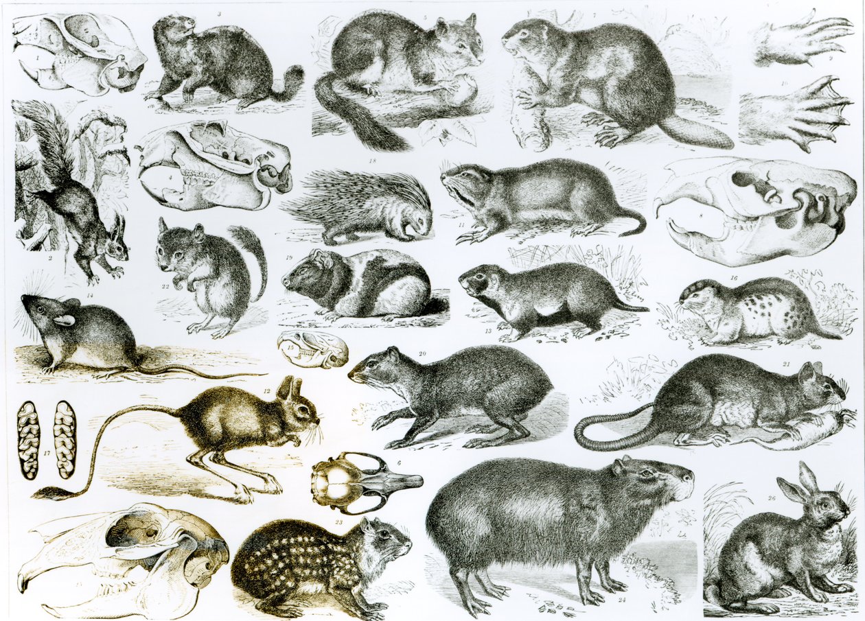 Rodentia-Rodents or Gnawing Animals   by English School