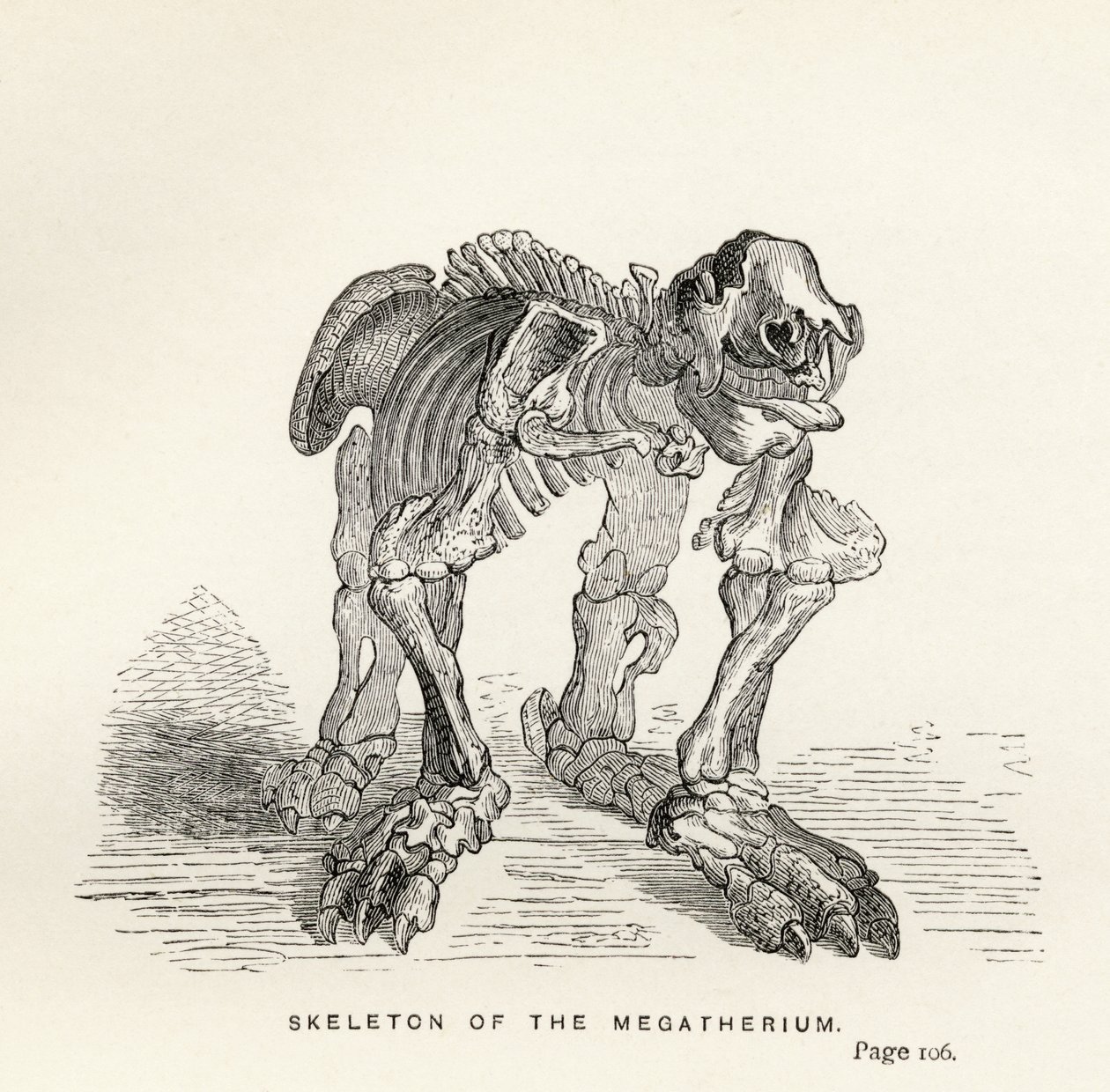 Skeleton of the Megatherium, from 