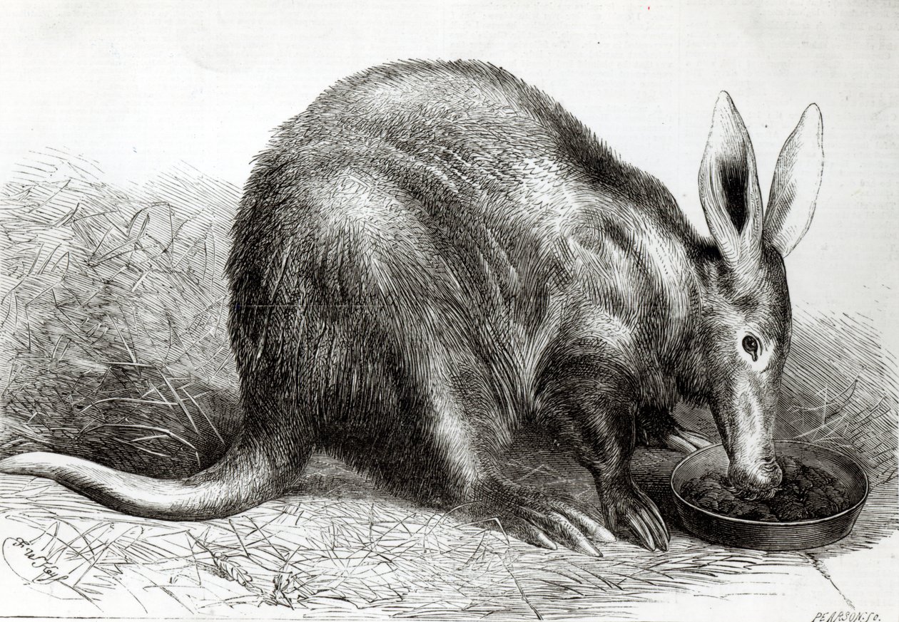 The Cape Ant-Eater at the Zoological Society