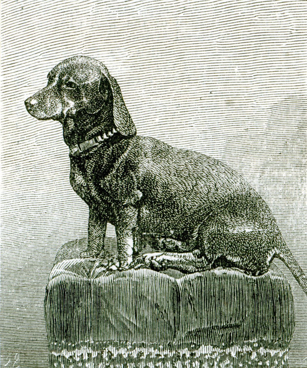 The Dog Jacob, from 