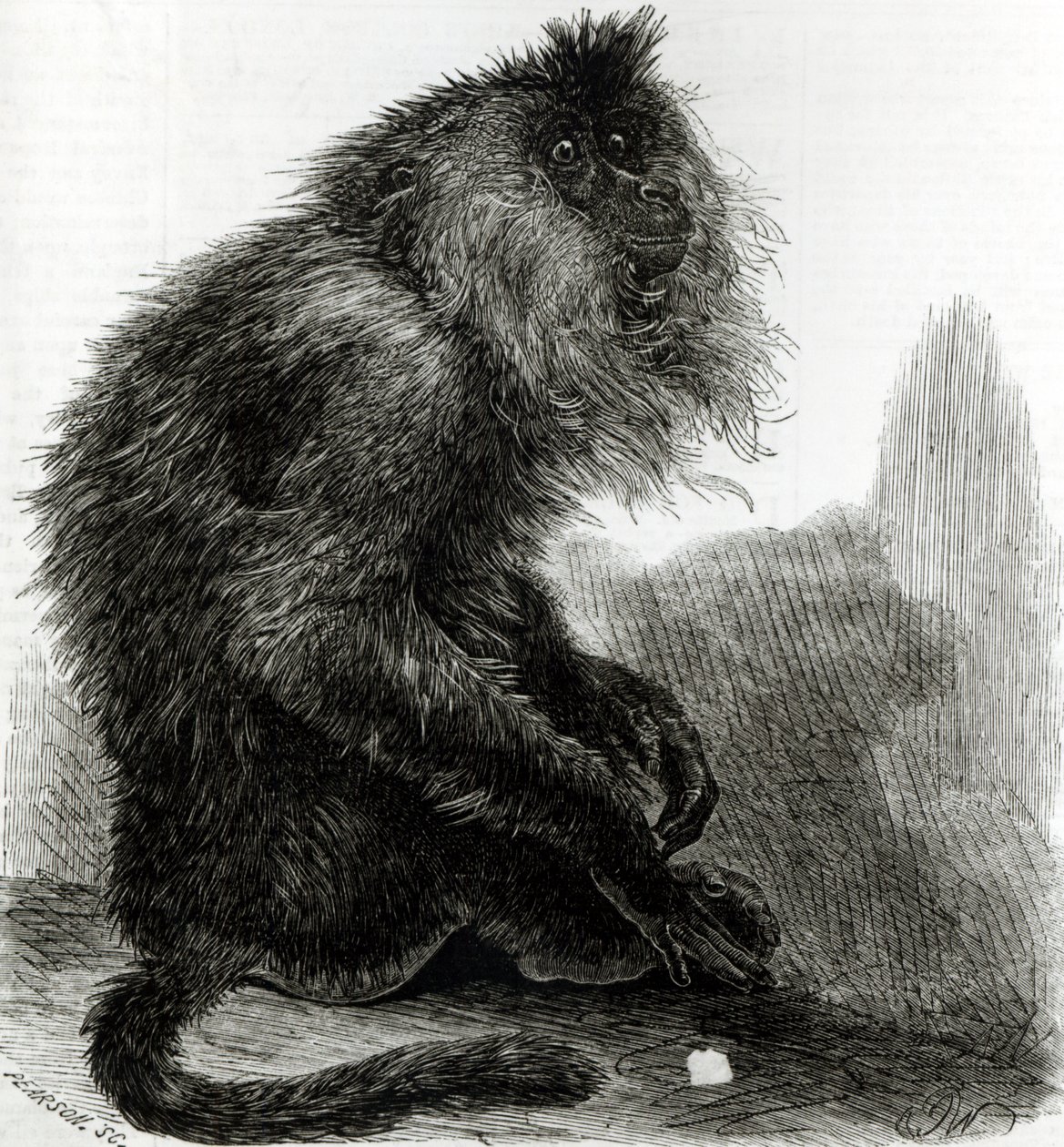 The Indian Waderoo Monkey (Silenus Veter) engraved by Pearson by English School