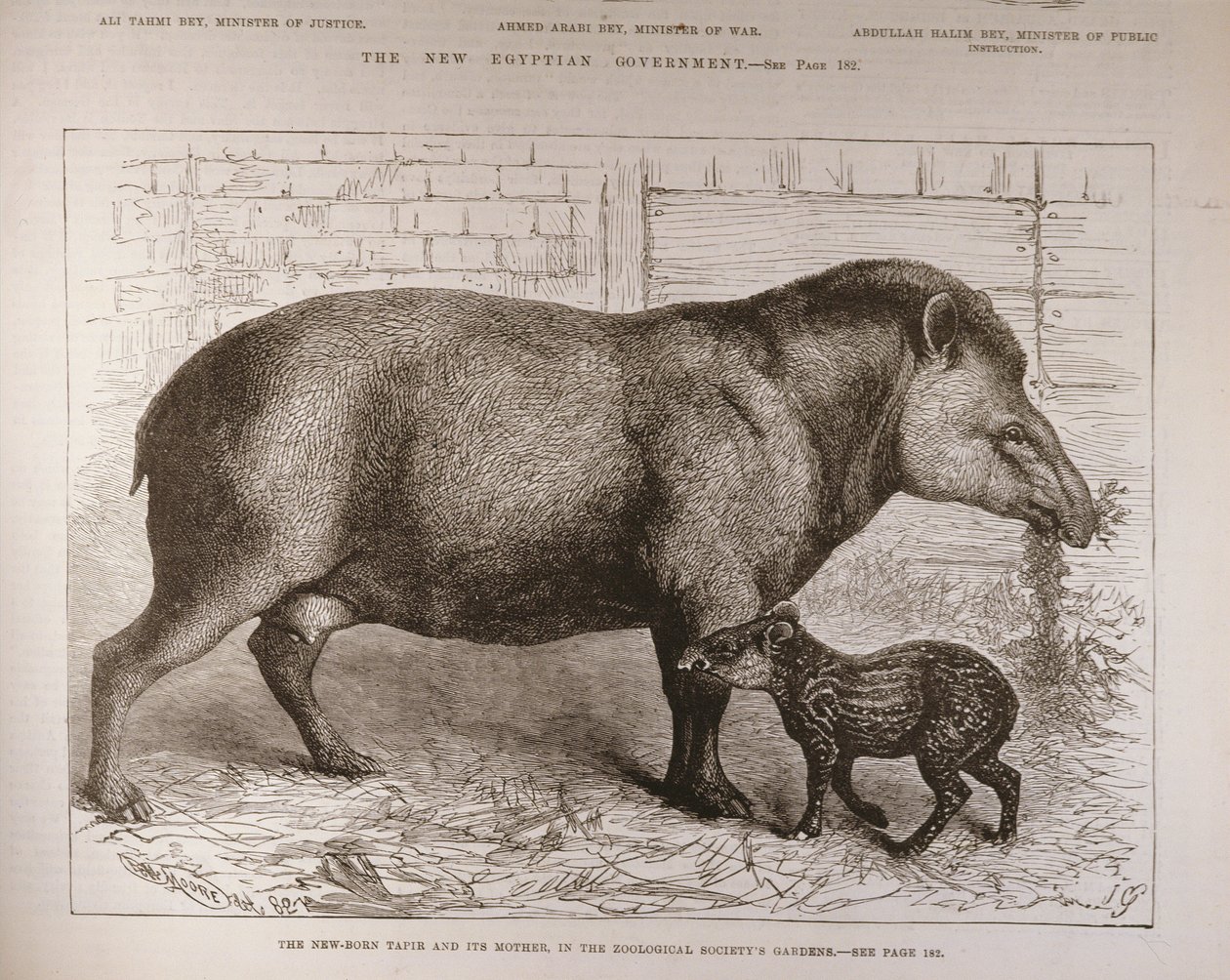The Newborn Tapir and Its Mother, in the Zoological Society