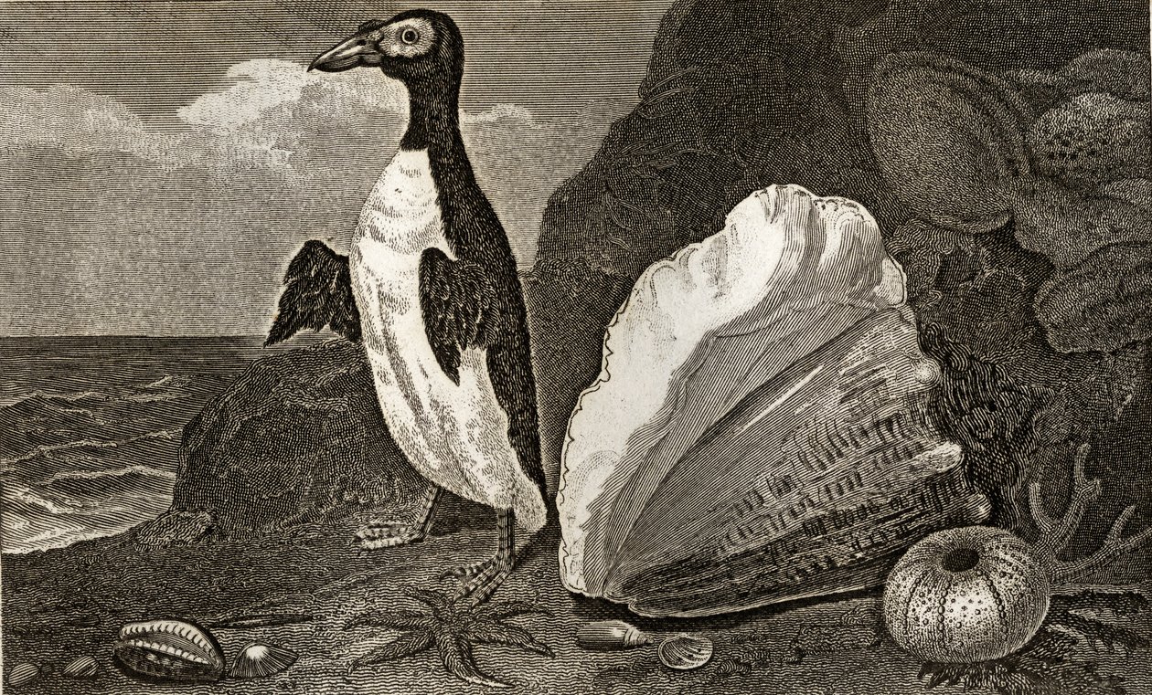 The Penguin with the conch and other shells and sponges by English School