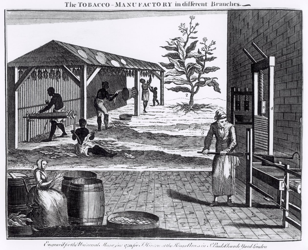 The Tobacco Manufactory in Different Branches, engraved for the Universal Magazine, 1750 by English School
