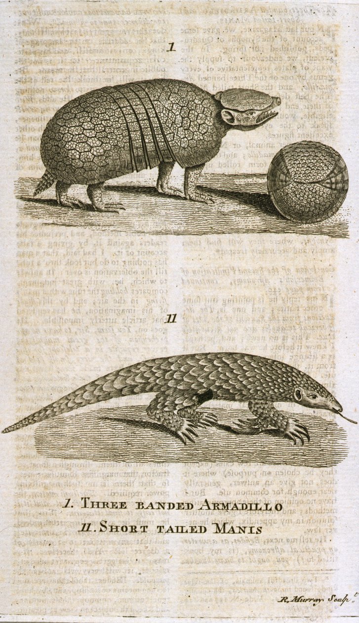 Three Banded Armadillo and Short Tailed Manis, from 