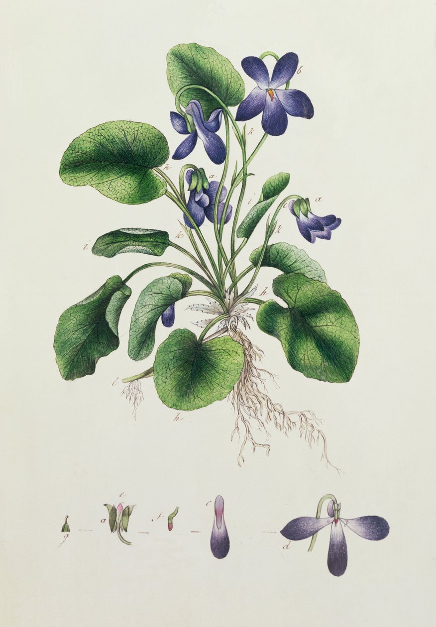 Violets, page from an Album of Botanical Studies by English School