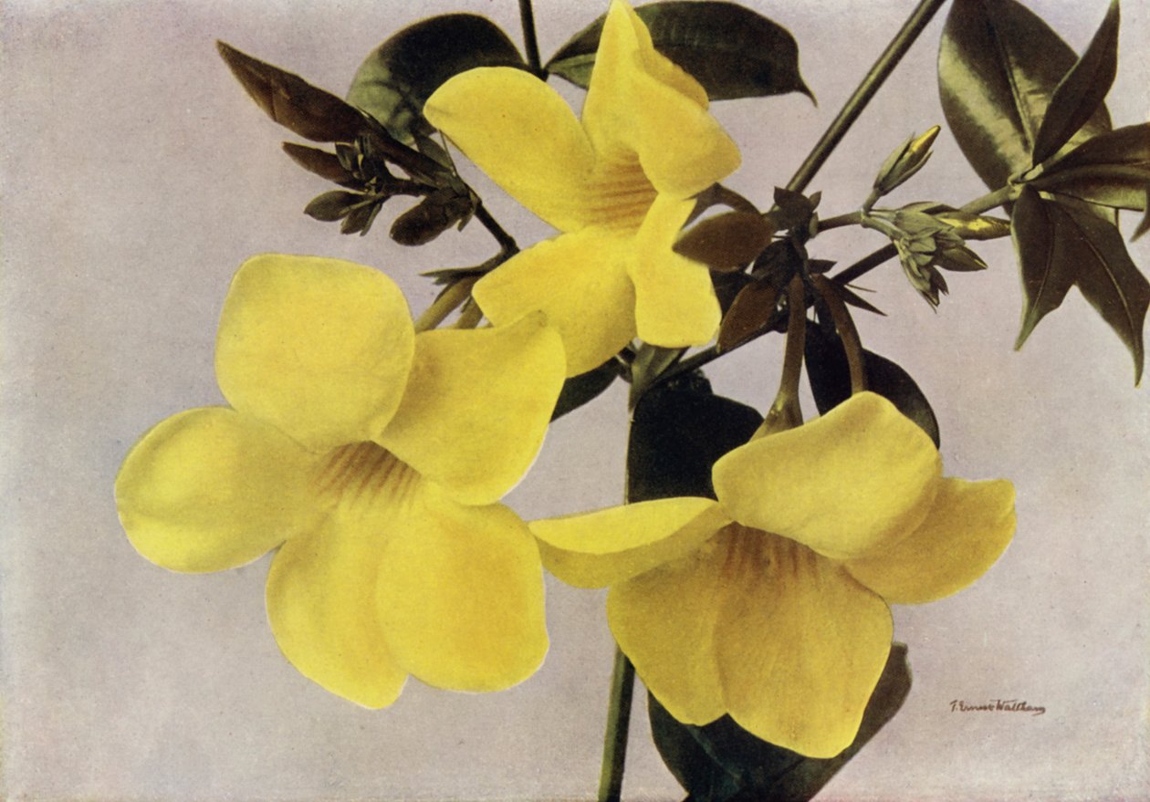 Allamanda Schottii Hendersonii by English Photographer