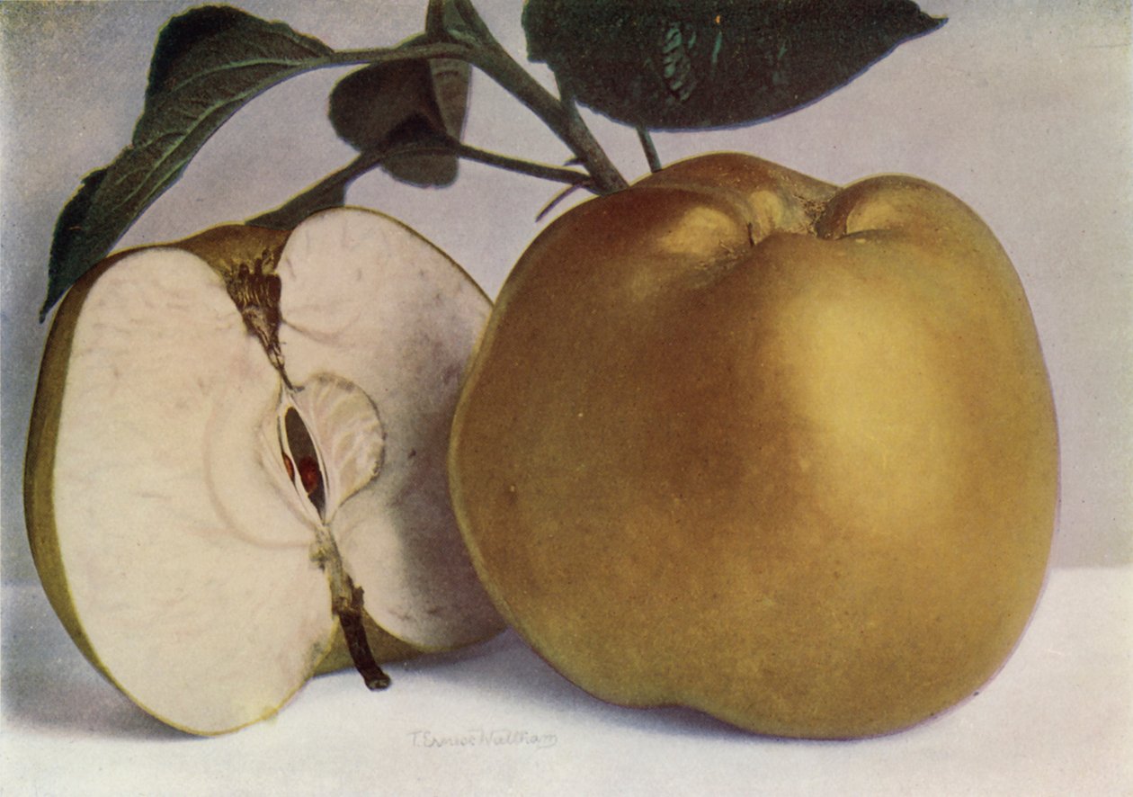 Apple, Lord Derby by English Photographer
