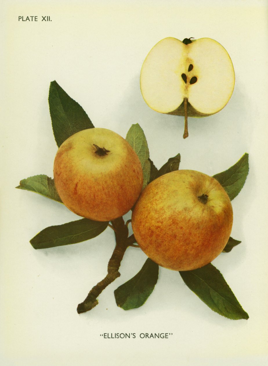Apples of England: Ellison