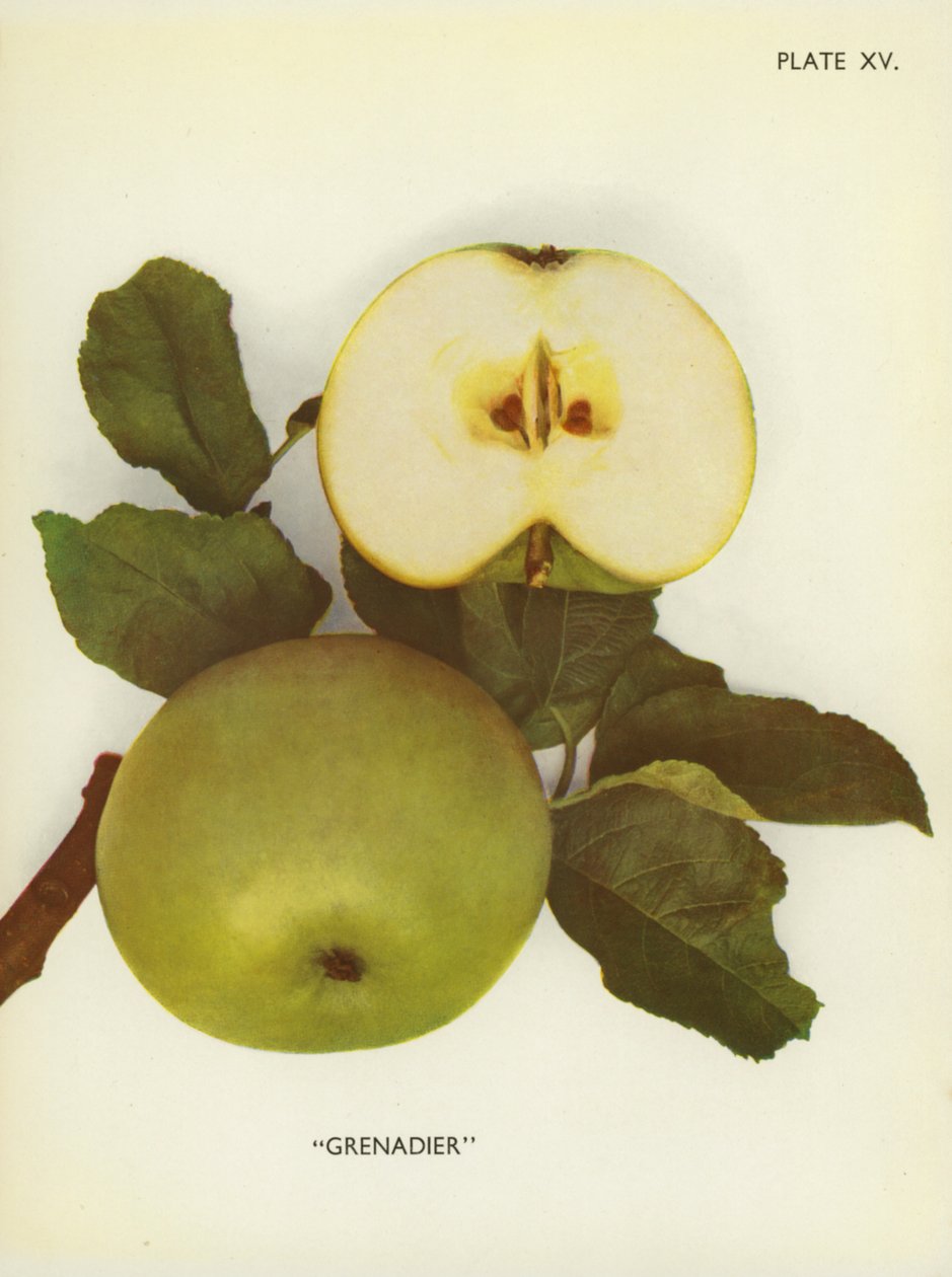 Apples of England: Grenadier by English Photographer