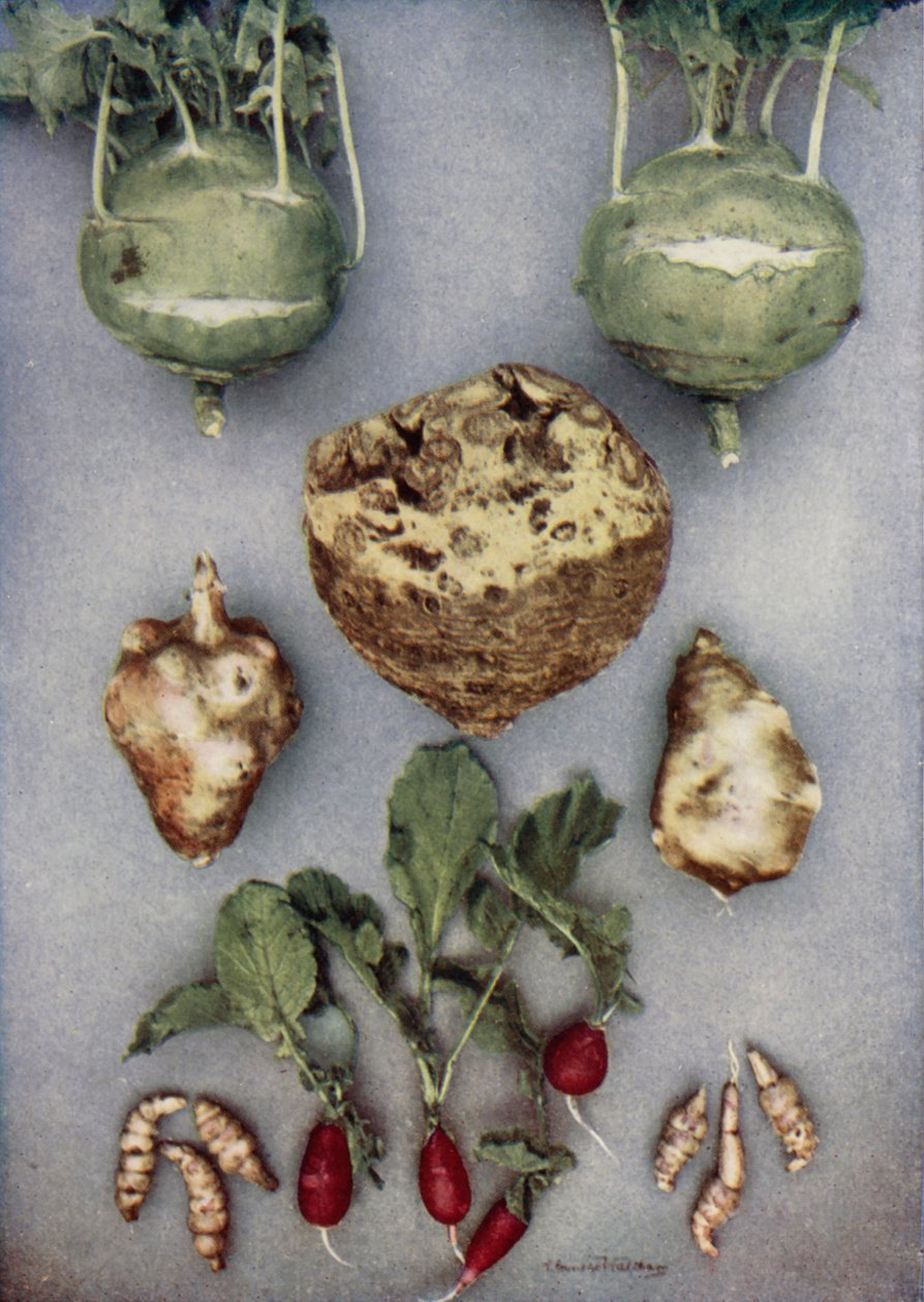 Artichokes, Kohl-Rabi, Celeriac, and Radish by English Photographer