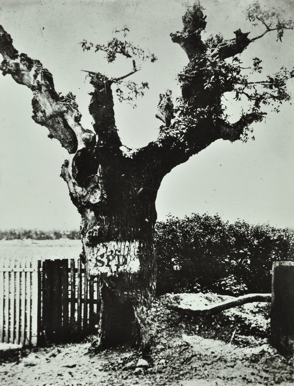 Brockley Lane: Old Oak, London, 1890 by English Photographer