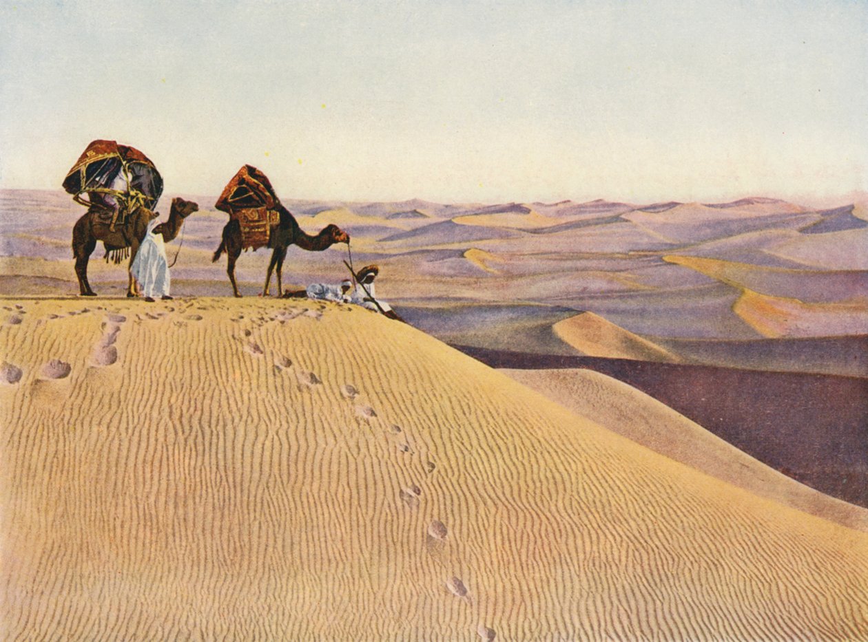 Camels in the Sahara by English Photographer