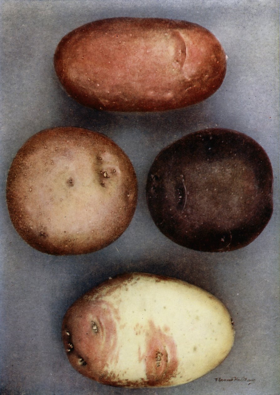 Coloured Potatoes by English Photographer