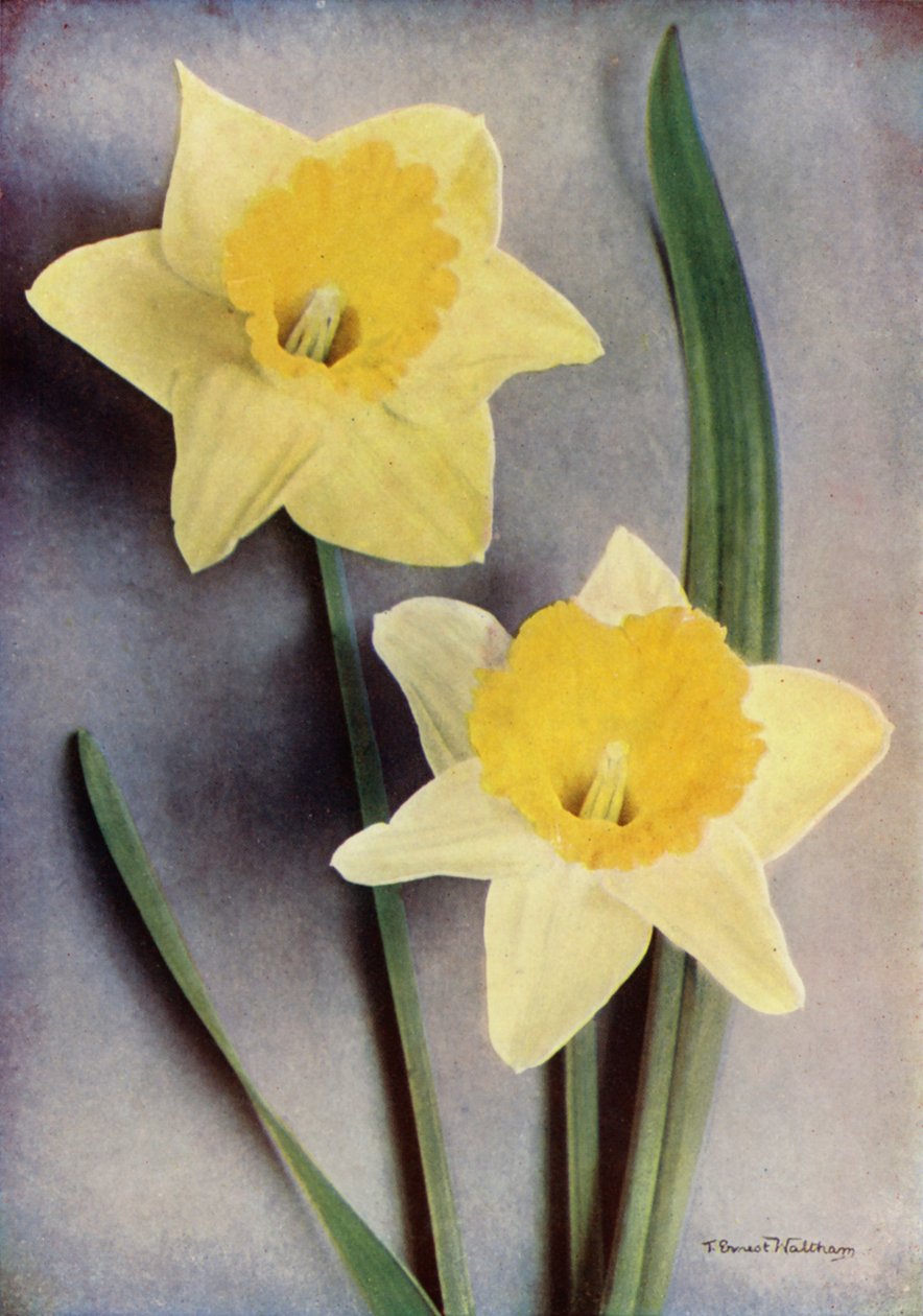 Daffodil by English Photographer
