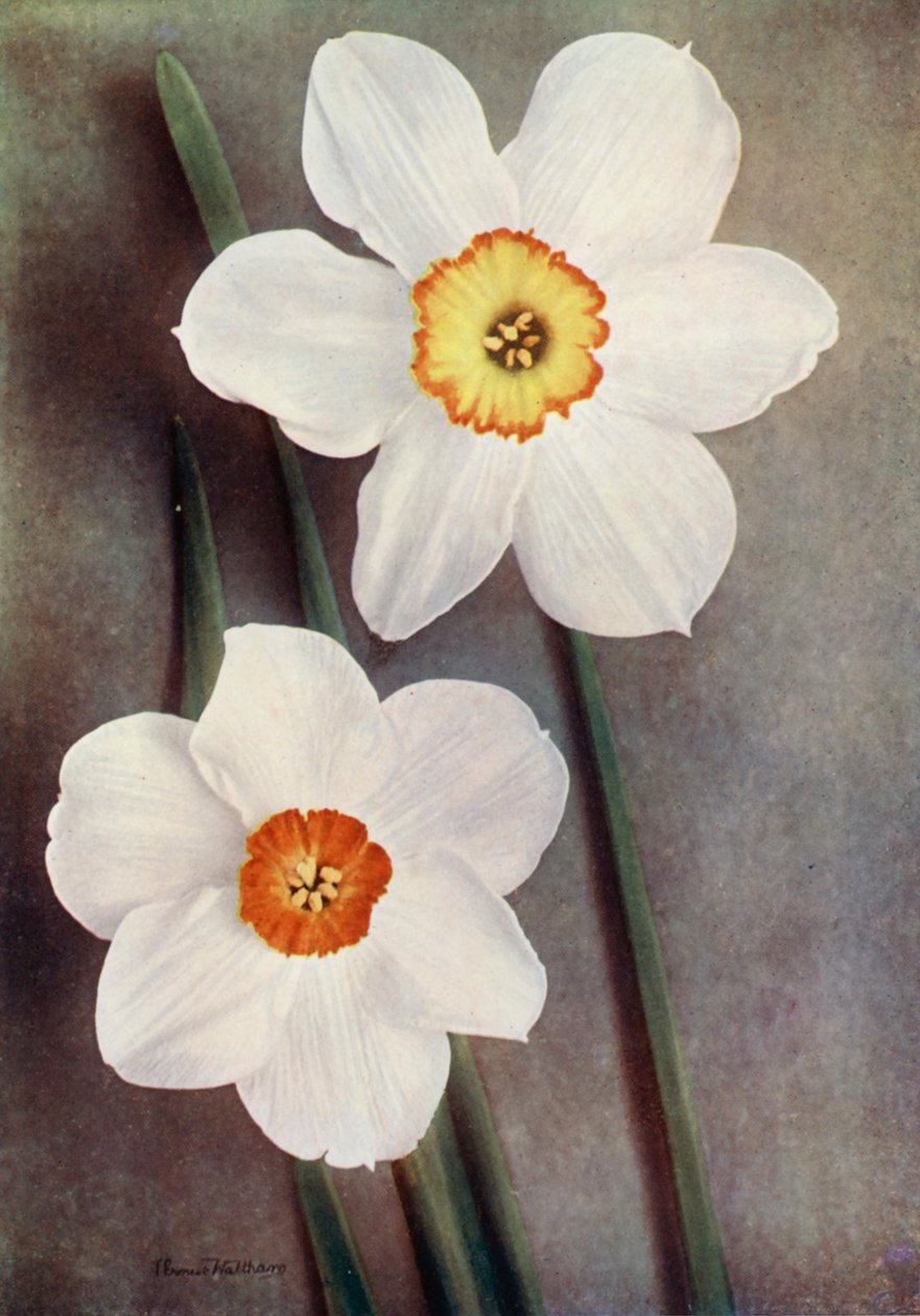 Daffodil by English Photographer